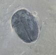 Elrathia Trilobite In Matrix - Utah #6719-1